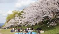 日本櫻花季賣得好的選品都在這里了，你準(zhǔn)備了幾種？